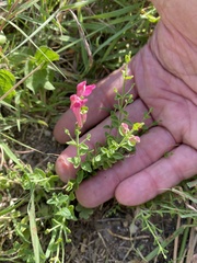 Scutellaria suffrutescens