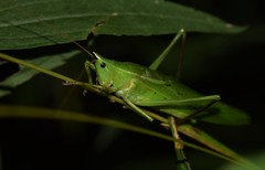 Neoconocephalus nebrascensis