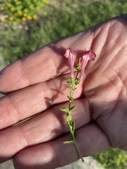 Scutellaria suffrutescens