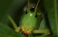 Neoconocephalus nebrascensis
