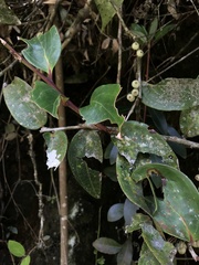 Thibaudia floribunda