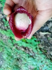 Aristolochia asclepiadifolia