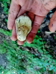 Aristolochia asclepiadifolia
