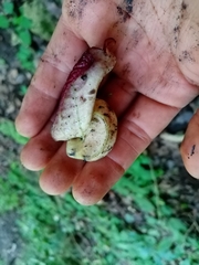 Aristolochia asclepiadifolia