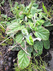 Hermas quercifolia