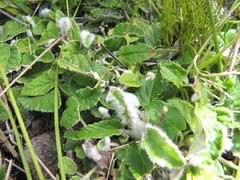 Hermas quercifolia