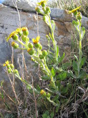Oresbia heterocarpa