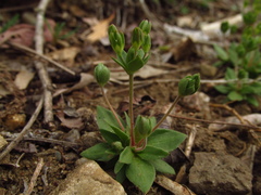 Androsace occidentalis