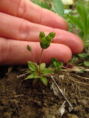 Androsace occidentalis