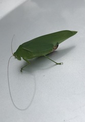 Holochlora japonica