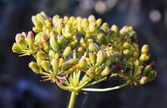 Glia prolifera
