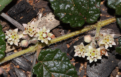 Androcalva adenothalia