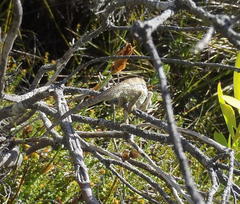 Bradypodion gutturale