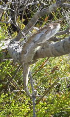 Bradypodion gutturale