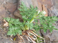 Anisotome lyallii