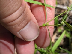 Euphorbia bilobata
