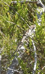 Bradypodion gutturale