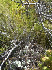 Bradypodion gutturale