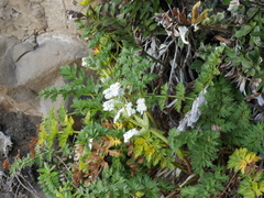 Anisotome lyallii