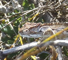 Bradypodion gutturale