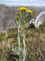 Oresbia heterocarpa