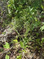Euphorbia bilobata