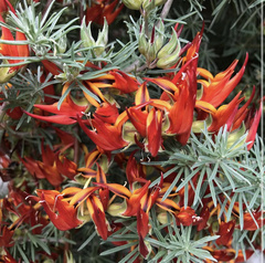 Lotus berthelotii