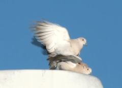 Streptopelia decaocto