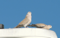 Streptopelia decaocto