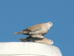 Streptopelia decaocto