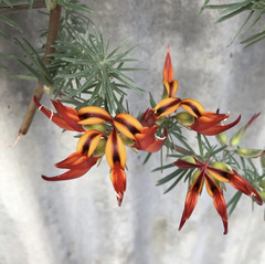 Lotus berthelotii