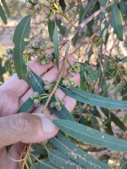 Eucalyptus exserta