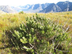 Psoralea mundiana