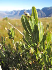 Psoralea mundiana