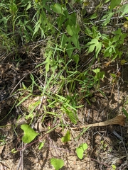 Euphorbia bilobata