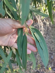 Eucalyptus exserta