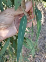 Eucalyptus exserta