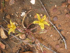 Cyanella lutea lutea