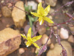 Cyanella lutea lutea