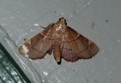 Hypsopygia binodulalis