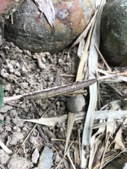 Theretra oldenlandiae