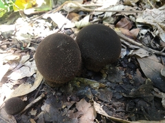 Fungi
