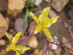 Cyanella lutea lutea