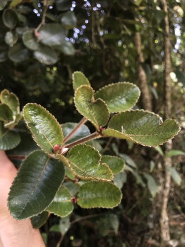 Weinmannia rollottii (Weinmannia rollottii)