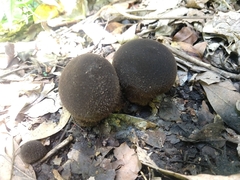 Fungi