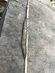 Theretra oldenlandiae