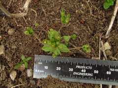 Androsace occidentalis