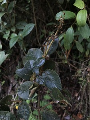 Weinmannia rollottii