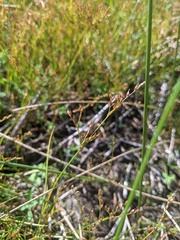 Juncus pelocarpus