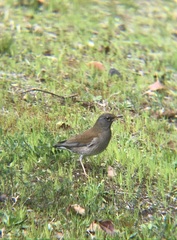 Turdus pallidus